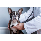 vacina para cachorro filhote de 45 dias marcar Gleba Palhano