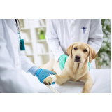 vacina para cachorro filhote de 45 dias Parque das Indústrias Leves
