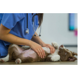 vacina para filhote de cachorro Jardim Leonor