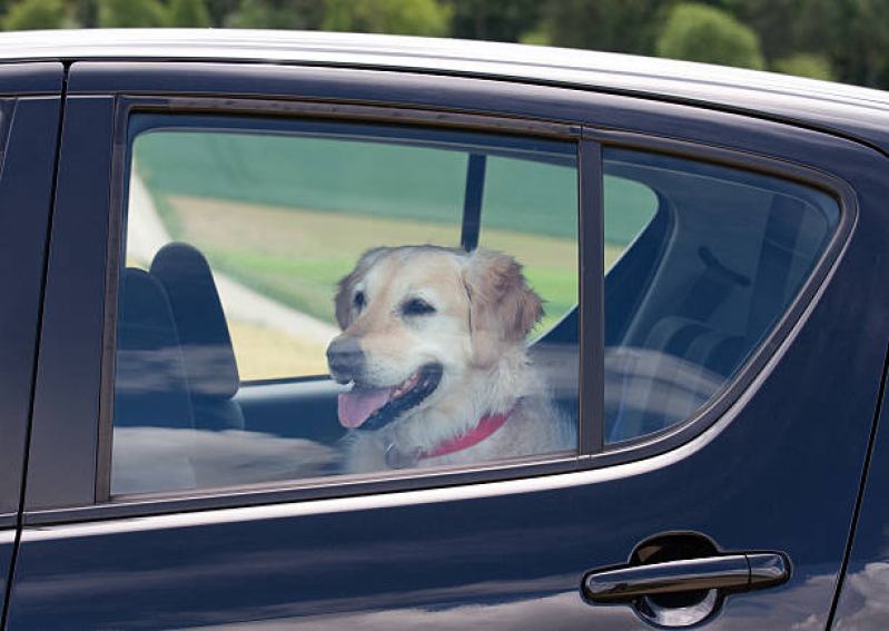 Transporte para Animais de Estimação Clínica Jardim Ideal - Transporte Taxi Dog