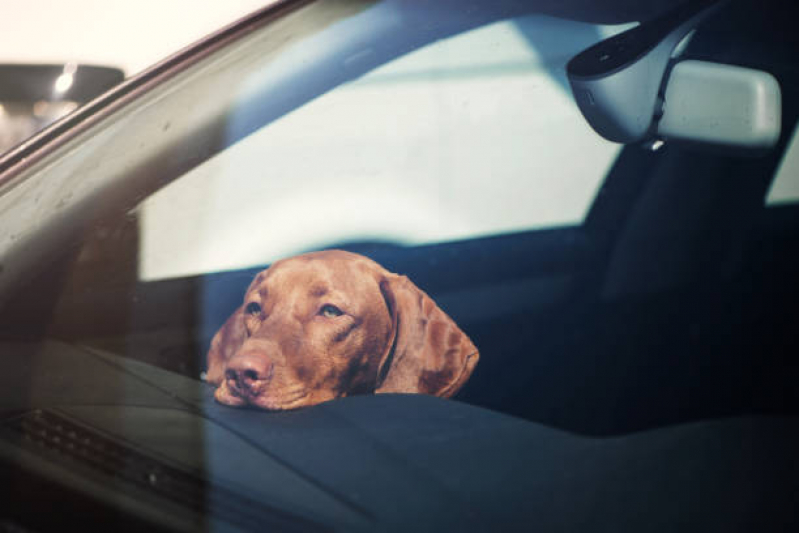 Transporte para Animais de Estimação Aeroporto - Transporte para Animais Londrina