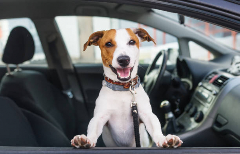 Transporte para Cachorros Clínica Pacaembu - Transporte para Animais