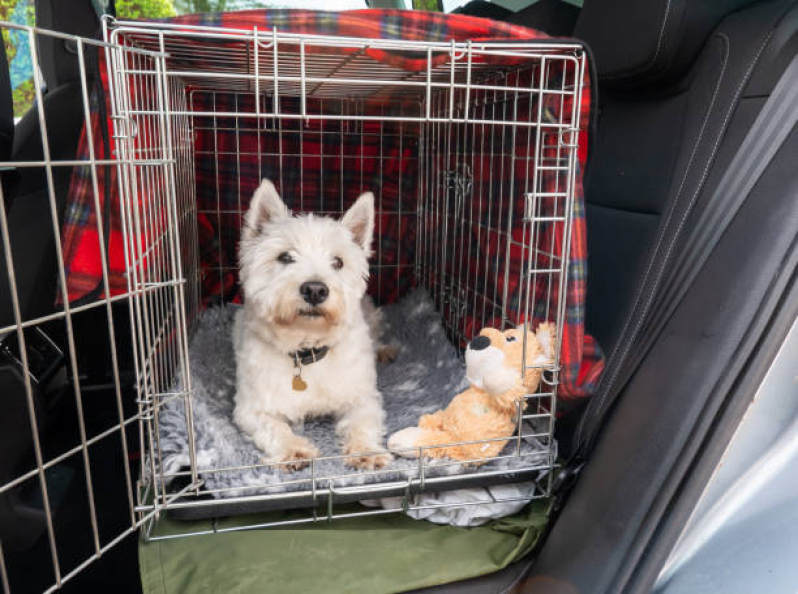 Transporte para Cachorros Aeroporto - Transporte para Cães