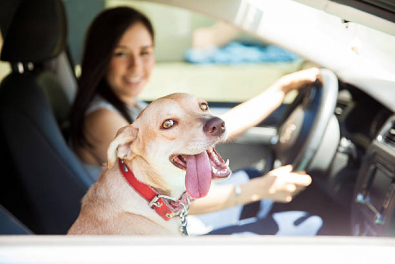 Transporte para Cães Clínica Londrina - Transporte para Gatos