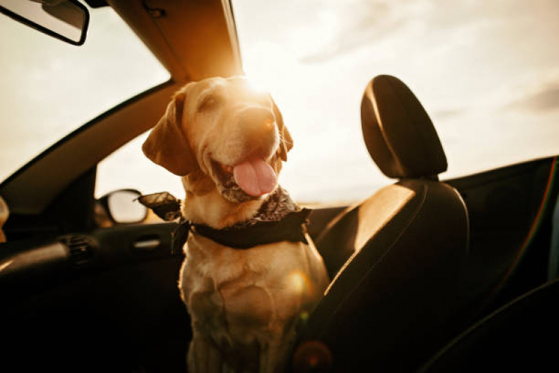 Transporte para Cães Sabará - Transporte Taxi Dog