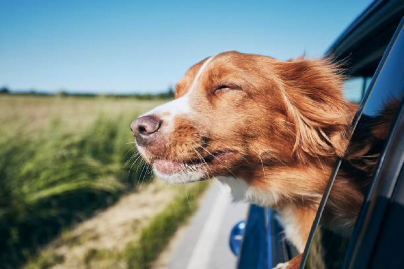 Transporte para Pets Clínica Vila Brasil - Transporte para Pets