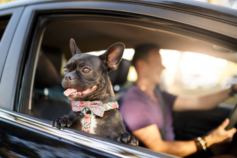 Transporte para Pets Recreio - Transporte para Cães e Gatos