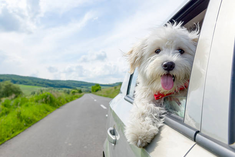 Transporte Taxi Pet Jardim Antares - Transporte para Animais Londrina