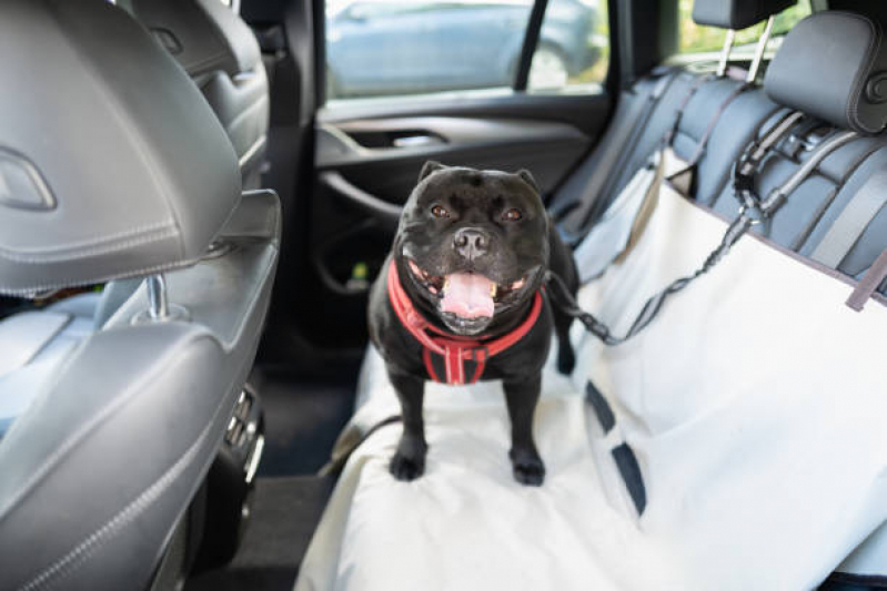 Transportes para Cães e Gatos Londrina - Transporte Taxi Dog