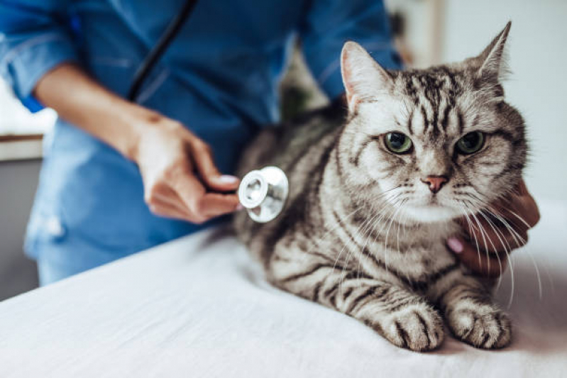 Veterinário Especialista em Gatos Aeroporto - Veterinário de Gato