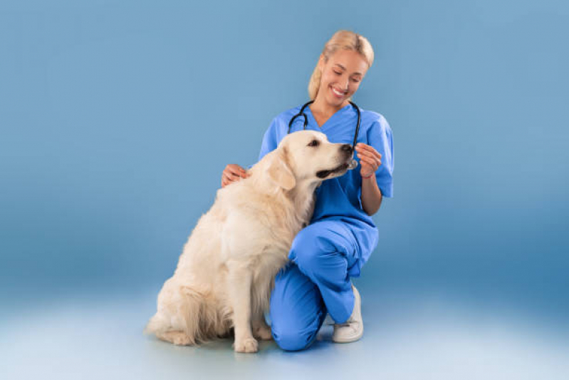 Veterinário Especializado em Castração de Cachorro Aeroporto - Castração para Cachorros